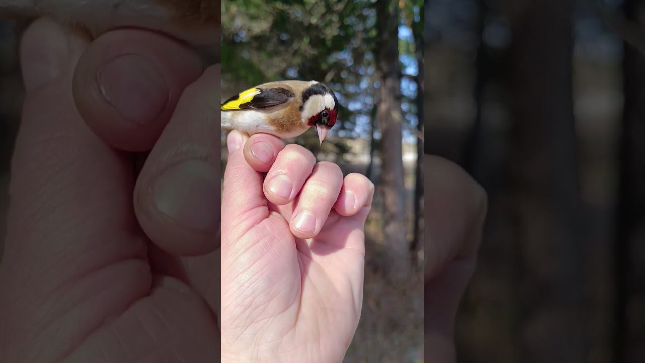 Goldfinch 28.04.24 смотреть онлайн