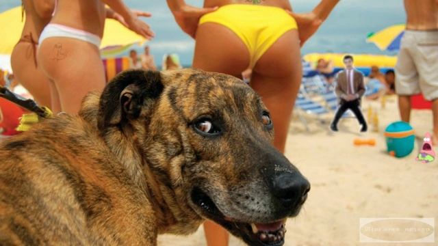 Игорь Николаев кавер - "ПЛЯЖИ" смотреть онлайн