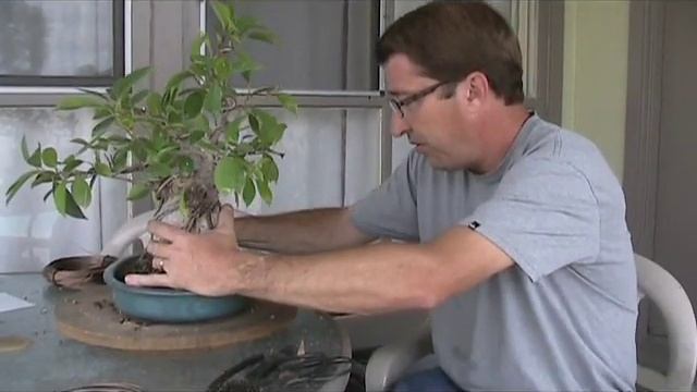 New Pot For a Ginseng Ficus Bonsai смотреть онлайн