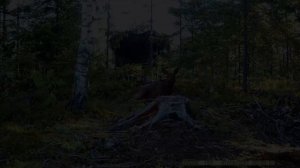 Удачные кадры с фотоловушек за 6 лет.