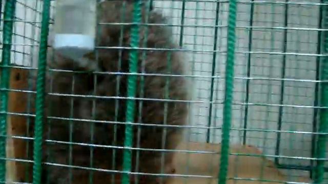 Енот полоскун делает массаж смотреть онлайн