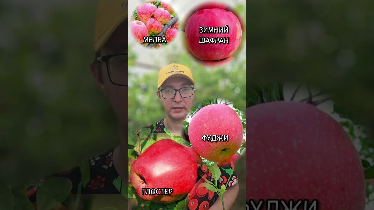Топ самоплодных сортов яблонь  #советысадоводам #ассортимент