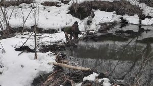 Разбираем бобровую плотину