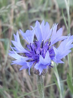 67. Василёк посевной - Centaurea cyanus