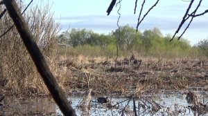 ОСОБЕНОСТИ ОХОТЫ С ПОДСАДНОЙ УТКОЙ. Охота на весеннего селезня