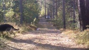 роль Серого Волка в третьем тысячелетие