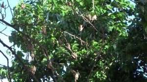 Как цветёт гигантское тюльпановое дерево. Головинка, Лазаревский район. Июнь 2015 Lazarevskoe SOCHI