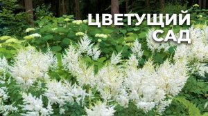 Ландшафтный блог: астильба, дёрен, ирга канадская, клён красный, бересклет, кизильник блестящий