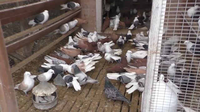 УНИКАЛЬНЫЕ БОЙНЫЕ ГОЛУБИ В МОСКВЕ ,   ПИТОМНИК МАРКА ЧАСТЬ- 2 АЯ  !!!#pigeons# #Tauben#көгершіндер#