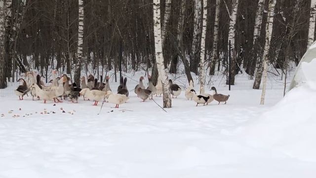 Любимый кормит гусей и уток смотреть онлайн