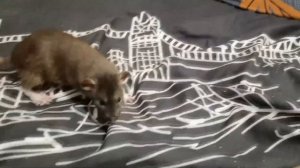 КРЫСКА ОТДЫХАЕТ