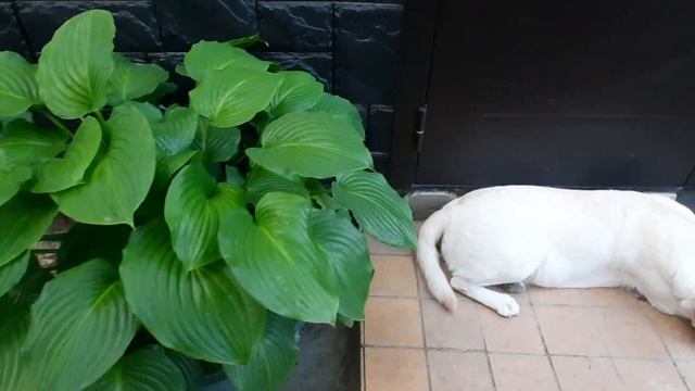 ХОСТЫ,БЕРЕСКЛЕТЫ,АУКУБА,ЛАВРОВИШНЯ,РОЗЫ,ПИОНЫ,БИРЮЧИНА,ДЁРЕН,ЖАСМИН,ИМПЕРАТА!31 МАЯ2023Г.???ВЕЙГЕЛА смотреть онлайн