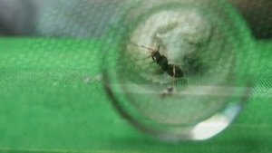 Обзор муравьёв Lasius alienus. Коллаборация с nature TB. #МуравьиЯрославль