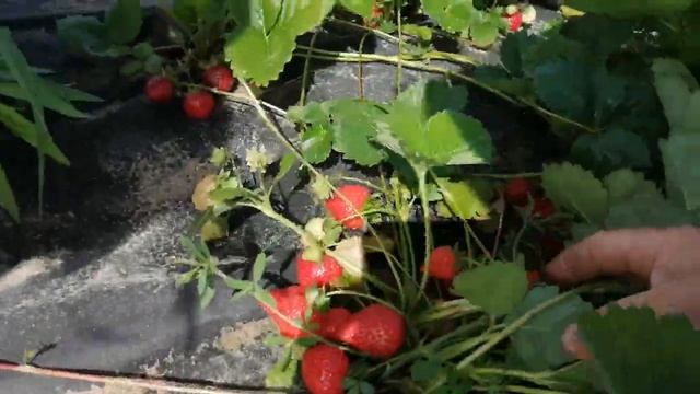 Снова Крапо 10 . Ягодный микс смотреть онлайн