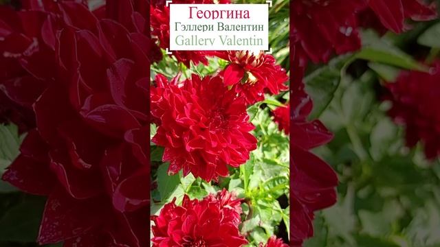 Георгина - Геллери Валентин (Dahlia Gallery Valentin).?