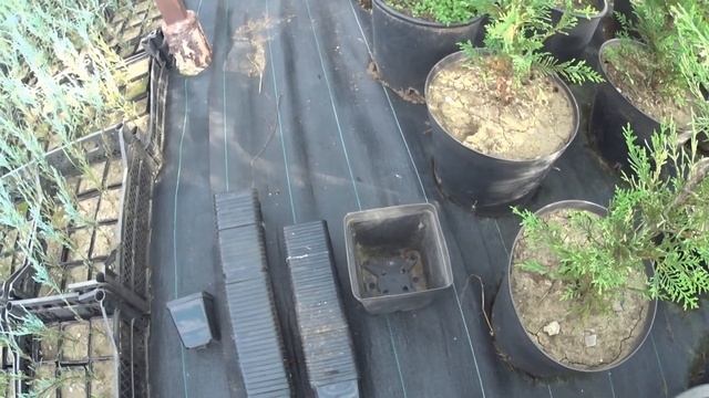 Где купить горшки (контейнеры для рассады) - дешевые.., но хорошего качества? смотреть онлайн