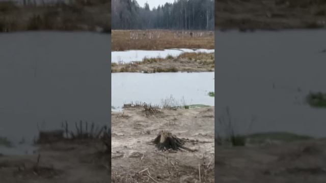 Охота без ружья. Маню рябчиков, увидел норку... Посетил малую родину. смотреть онлайн