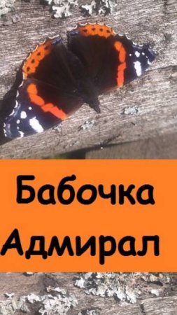 БАБОЧКИ АДМИРАЛ появляются у нас в августе, дают полюбоваться на себя вблизи