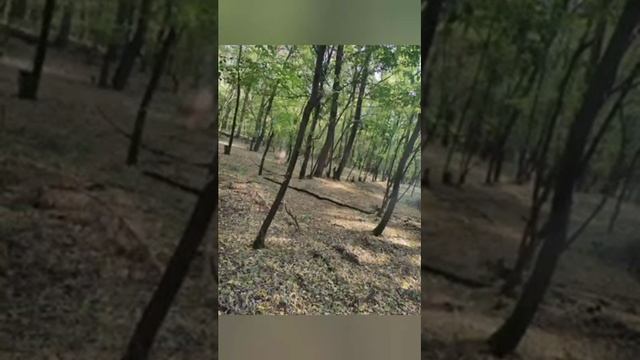 грибы сезон грибо #грибы смотреть онлайн