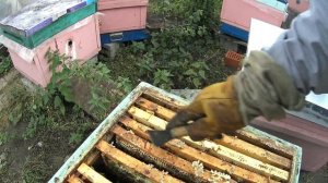 Замена матки осенью. Быстро, просто, надёжно.