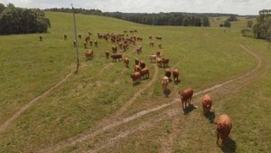 Купить быков породы Лимузин