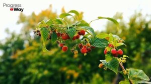 ДАЙТЕ КРАХМАЛ МАЛИНЕ! И Готовьте ВЕДРА Для Сбора Большого СЛАДКОГО Урожая!