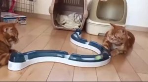 Забавные животные   кошки танцуют танцы   смешные кошки 2016 года