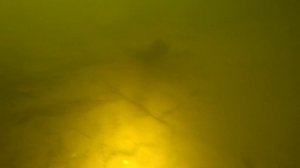 Подводная охота - Астрахань 2022. Встретил Стаю Редкой Рыбы. Рыбный Магазин. Полные Коряги Саза....