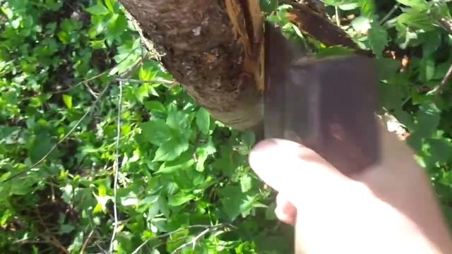 Когда Черешня говорит SOS AMIGO !!! Спасаем кору дерева ТОПОРОМ срубая поражонные части коры . смотреть онлайн