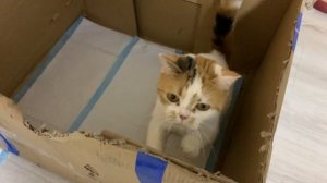 У беременной Кошки начались Роды. Нервничает и кусает