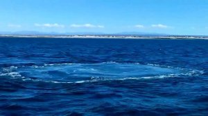 Киты Тихого Океана, Мексика,