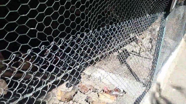 Одесский зоопарк ч. 2// куры разных пород//выводок павлинов смотреть онлайн