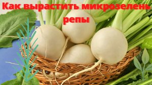 как вырастить микрозелень репы.