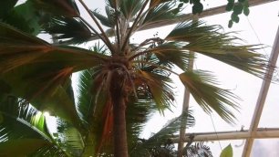 Гавайская Притчардия пальма эндемик Гавайских островов в ботаническом саду Орхус, Дания