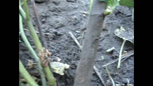 ИНЖИР Обзор работ по формировки кустов после вымерзания под корень и роста новых побегов 16 07 2021 смотреть онлайн