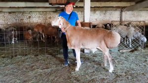 Бараны овцы Арашан. Кыргызстан. Анвар Рустемов +77017224679(ватцап)