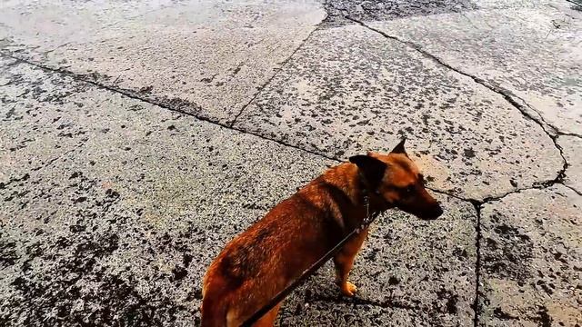 ▶️ Идем на море.Рыжик на набережной сделал нервы.Левые собаки Море Погода.Цены Крым 2024 18.01.202 смотреть онлайн