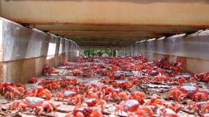 Большое нашествие крабов на острове Рождества!