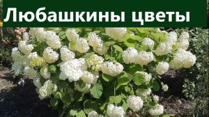 Любашкины цветы. По традиции обзор сада моей соседки.