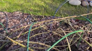 Как выбрать для себя правильную схему в подготовке роз к укрытию! Важная информация на 24-ой минуте