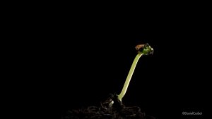 Прорастание семени. Seed germination !