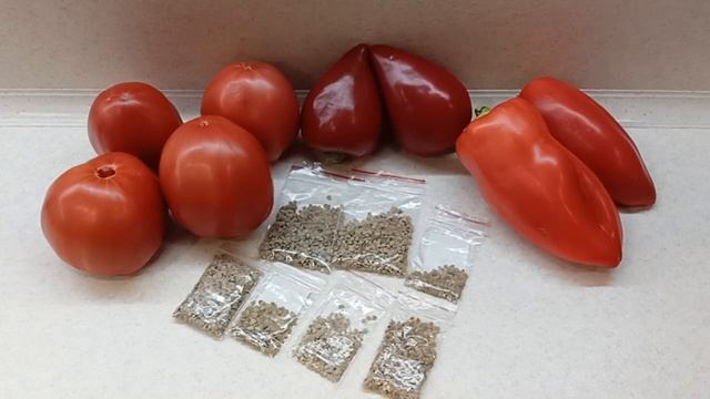 Собираем семена правильно.Условия хранения семян влияют на их всхожесть.09.10.2022 смотреть онлайн