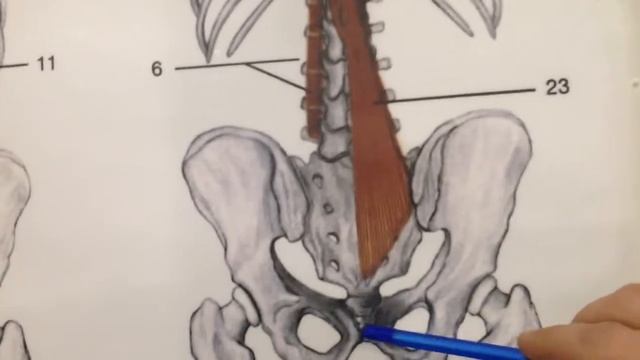 Как укреплять глубокие мышцы позвоночника
