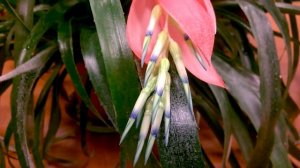 Бильбергия _ Цветение _ ч 2