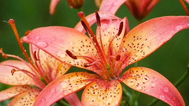 Это Нежная и Красивая, Потрясающая музыка для души! Слушать одно удовольствие смотреть онлайн