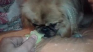 Pekingese eats Paprika