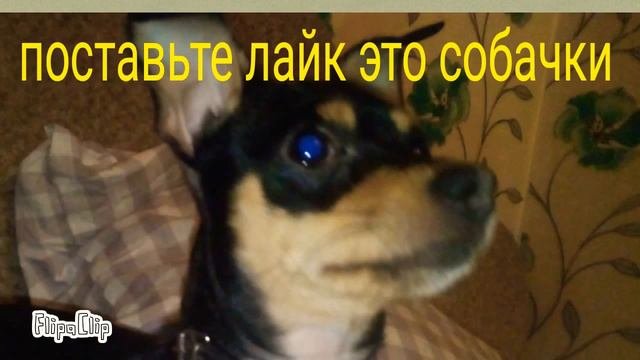 Музыка Беззубика