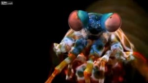 Удивительные глаза морского рака богомола