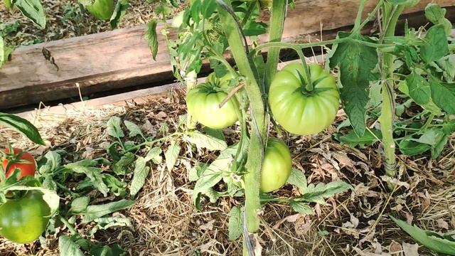 Обзор сортов томатов в теплице 2 часть 3