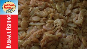 ПРИКОРМКА НА ТРОФЕЙНОГО ЛЕЩА.ИЛИ КУДА ДЕВАТЬ МОРМЫШ?